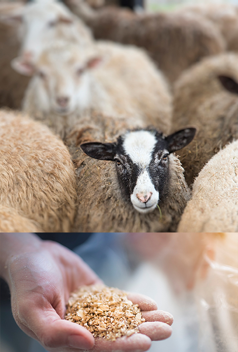 atar,flake,Mısır Flake,Arpa flake,Mısır hayvan yemi,Arpa ezmesi, hayvan yemi,Mısır hayvan yemi,Mısır flake yem,Arpa Flake yem