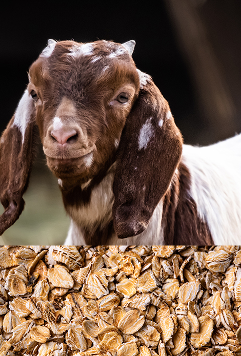 atar,flake,Mısır Flake,Arpa flake,Mısır hayvan yemi,Arpa ezmesi, hayvan yemi,Mısır hayvan yemi,Mısır flake yem,Arpa Flake yem