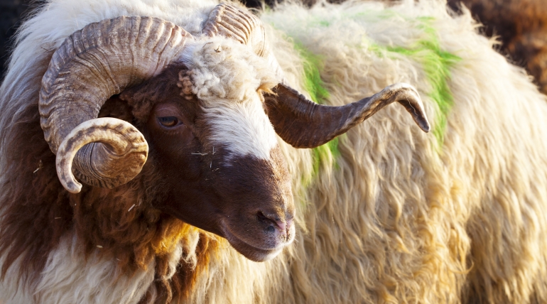 atar,arpa flake,hayvan,besin