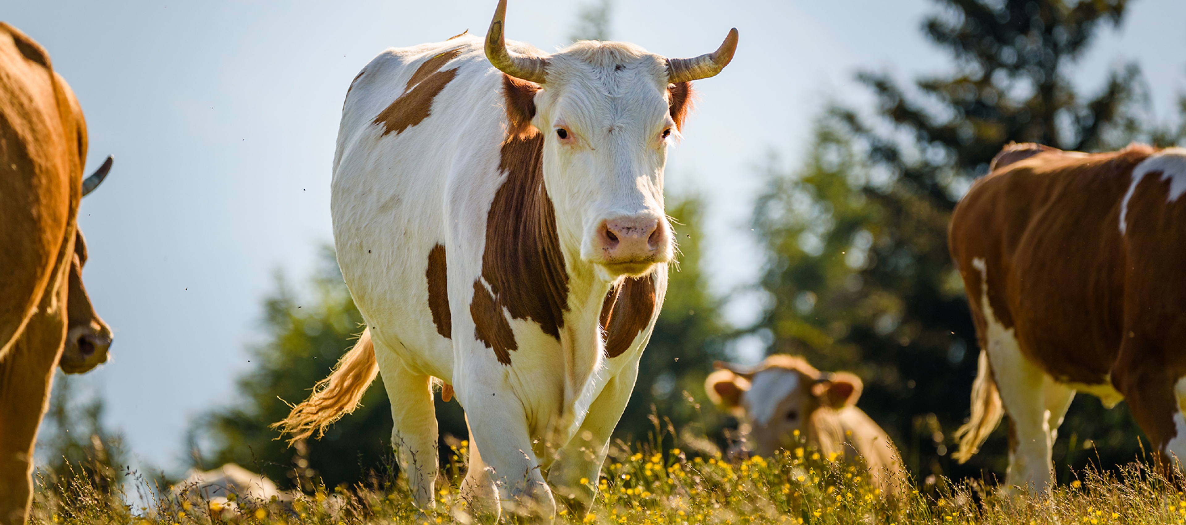 Mısır Flake,Arpa flake,Mısır hayvan yemi,Arpa ezmesi, hayvan yemi,Mısır hayvan yemi,Mısır flake yem,Arpa Flake yem