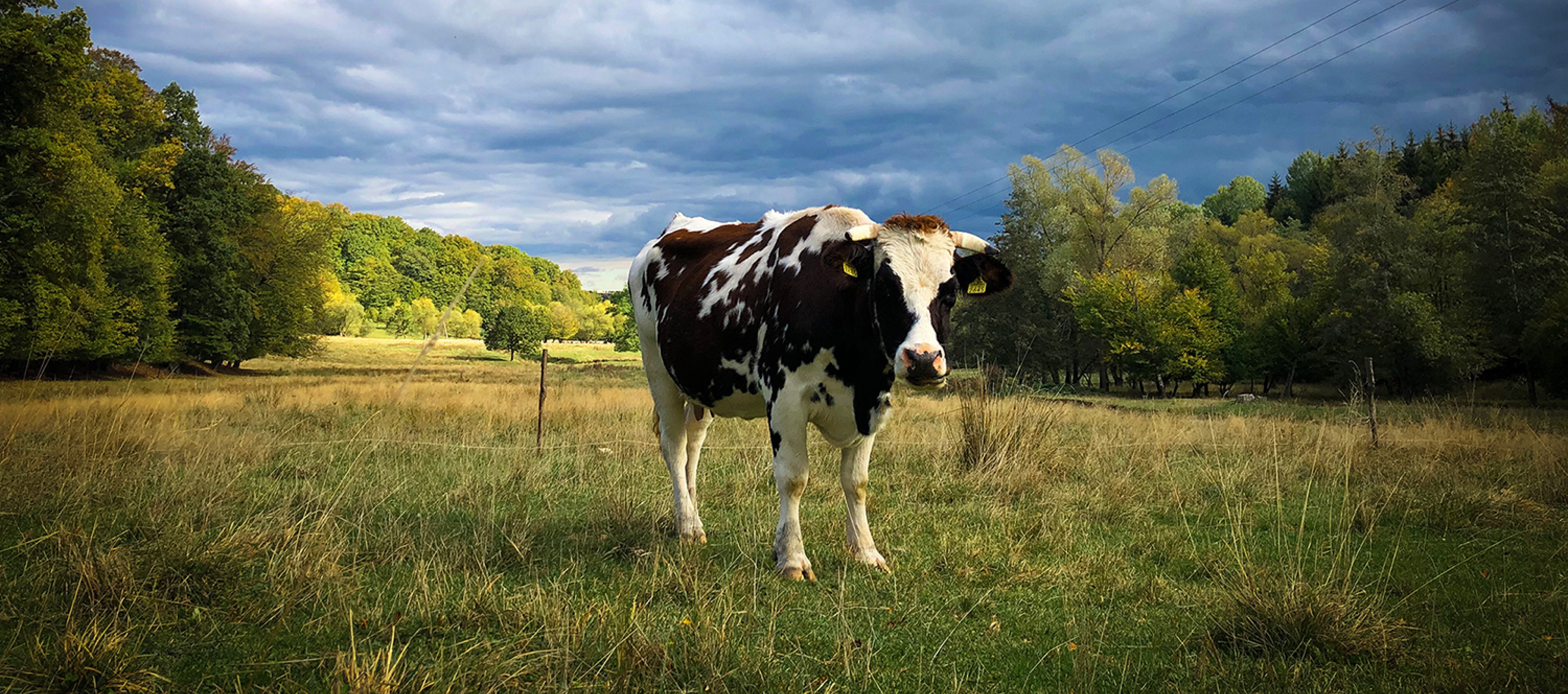 Mısır Flake,Arpa flake,Mısır hayvan yemi,Arpa ezmesi, hayvan yemi,Mısır hayvan yemi,Mısır flake yem,Arpa Flake yem