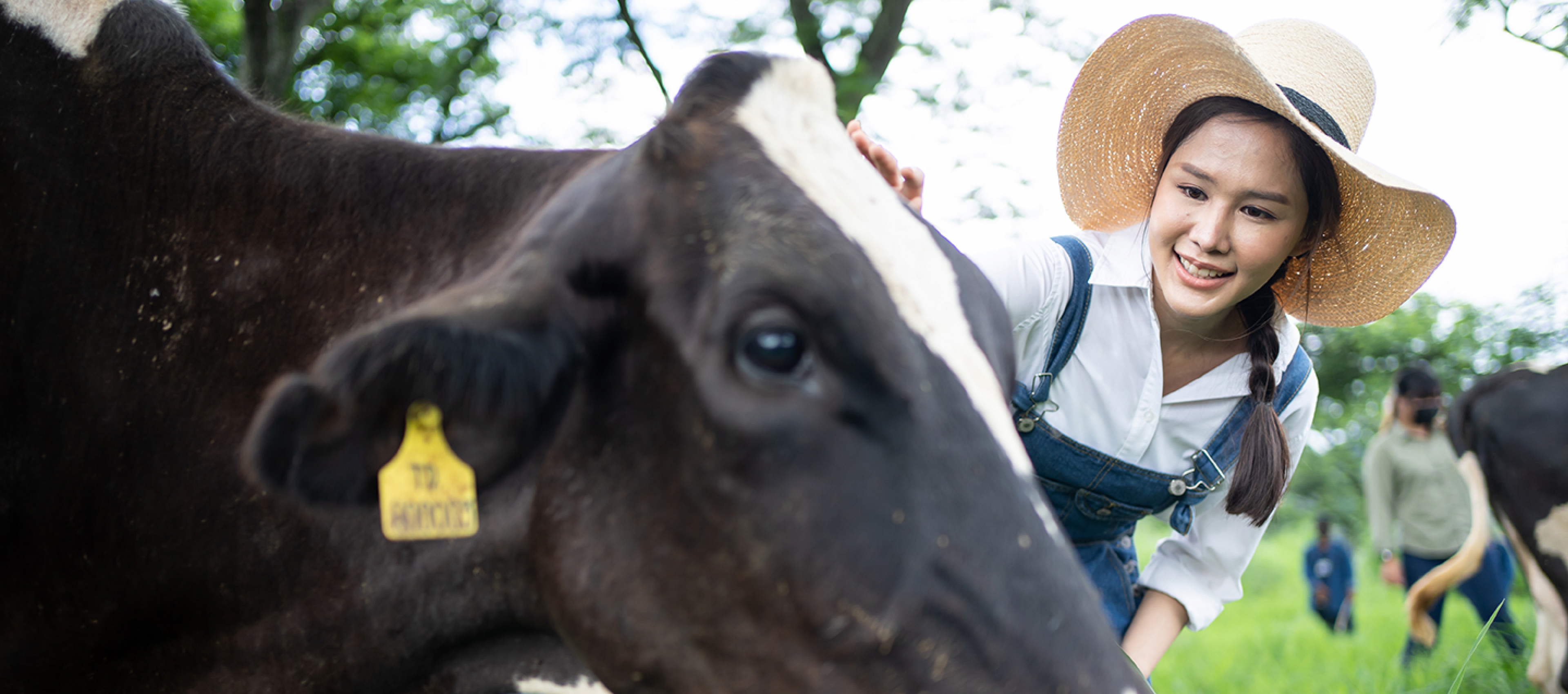 Mısır Flake,Arpa flake,Mısır hayvan yemi,Arpa ezmesi, hayvan yemi,Mısır hayvan yemi,Mısır flake yem,Arpa Flake yem