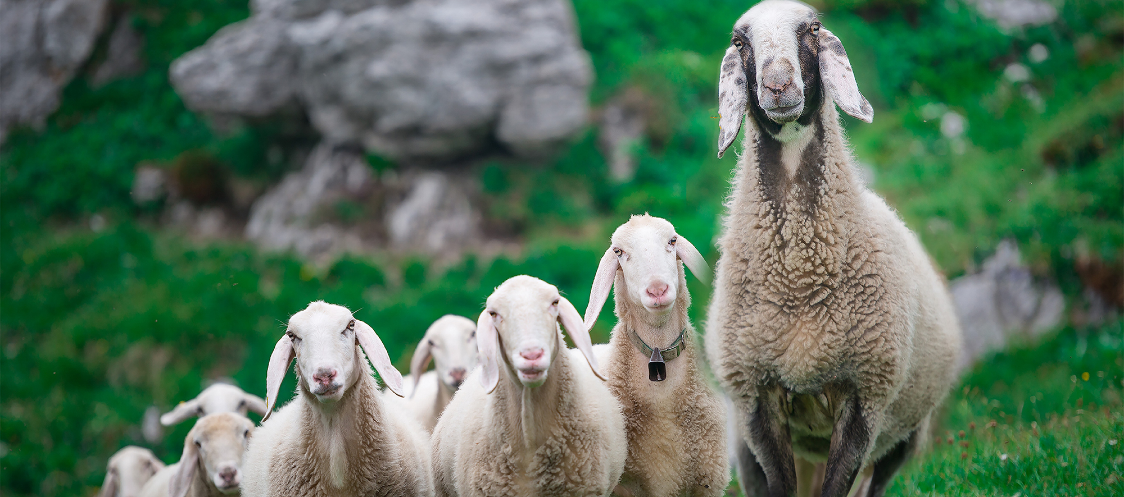 Mısır Flake,Arpa flake,Mısır hayvan yemi,Arpa ezmesi, hayvan yemi,Mısır hayvan yemi,Mısır flake yem,Arpa Flake yem